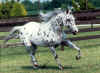 appaloosa.jpg (67771 octets)