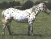 appaloosa.jpg (19967 octets)