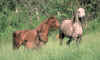 arabian01.jpg (44626 octets)