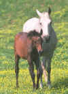 arabian03.jpg (25205 octets)