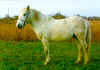 Camargue.jpg (189005 octets)