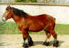 ardennais.jpg (309591 octets)