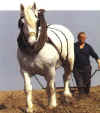 boulonnais.jpg (22611 octets)