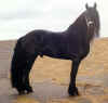 frison.jpg (59947 octets)
