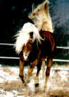 haflinger1.jpg (46011 octets)