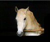 lippizzan.gif (80592 octets)