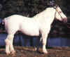 percheron.jpg (18063 octets)